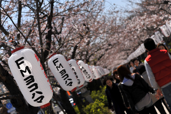 403 sakura6 DSC_5790.jpg